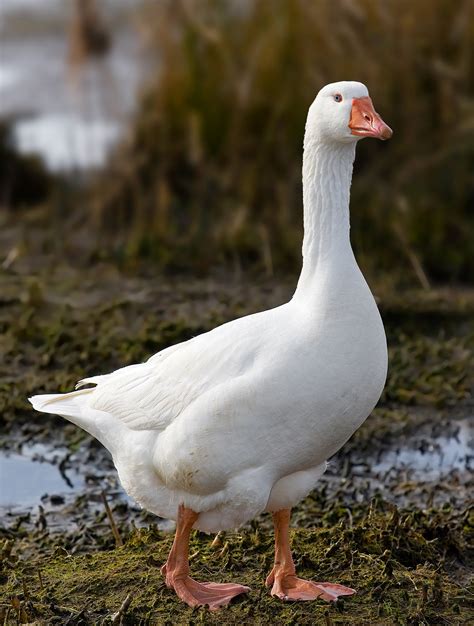 Domestic goose - Wikipedia