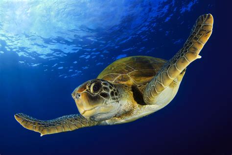 Green Sea Turtle Facts: Habitat, Diet, Conservation, & More