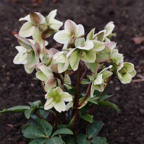 12 hellebore varieties 🌸 🔍 Uncovering the charm of winter roses