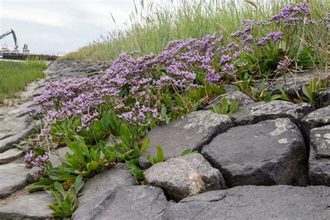 Sea lavender: care, cultivation & varieties - Plantura