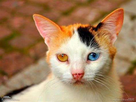 Genetic Mutation | the cutest animals | Pinterest