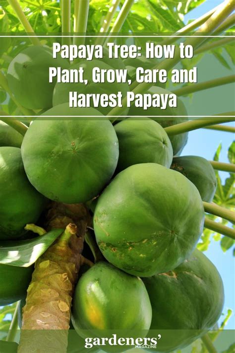 Papaya Tree: How to Plant, Grow, Care and Harvest Papaya - Gardeners ...