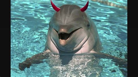 EVIL TALKING DOLPHIN - YouTube