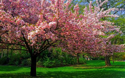 andscape, Nature, Cherry, Blossom Wallpapers HD / Desktop and Mobile Backgrounds