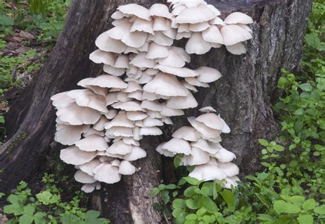 Phoenix Oyster Mushroom: What They Are + How to Grow Them | GroCycle