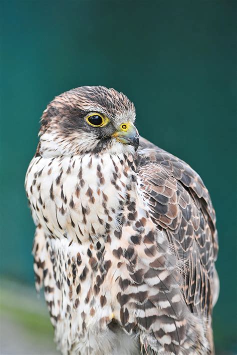 Gyrfalcon Photos, Download The BEST Free Gyrfalcon Stock Photos & HD Images