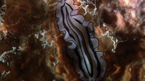 The Shape of Life | Flatworm Animation: Reproduction | Science | Video ...