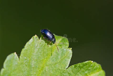 Blue beetle stock photo. Image of plants, close, wings - 71188268