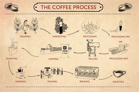 The Coffe Process | Coffee process, Coffee shop design, Coffee infographic