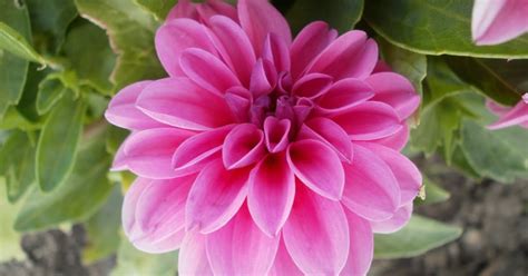 Lees Little Garden: Pink Dahlia