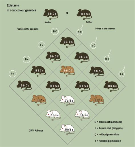 Difference Between Epistasis and Pleiotropy | Compare the Difference Between Similar Terms