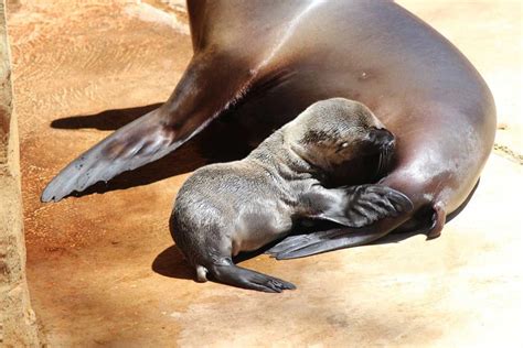 Omaha zoo wants your help to name these 2 adorable sea lion pups | State & Regional | kearneyhub.com