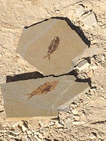 Fossil Safari at Warfield Fossil Quarries (Kemmerer, WY): Top Tips Before You Go (with Photos ...