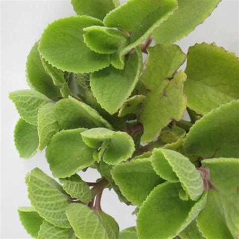 Buy Ova - Ajwain Leaves Plant online at best price on plantsguru.com