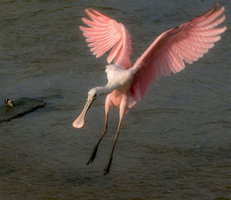 Roseate Spoonbills in South Carolina — The Naturalist's Notebook