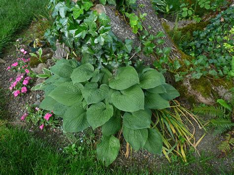 Hostas love it under the tree | Hostas, Plants, Tree