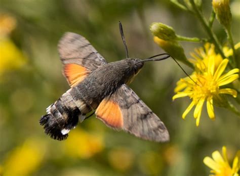 Hummingbird Moth Life Cycle