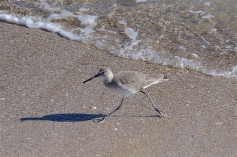 HD wallpaper: playalinda beach, sandpiper, bird, animal themes, animal ...