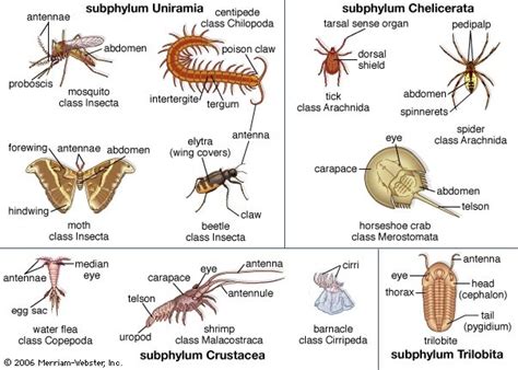 Arthropoda - Zoology