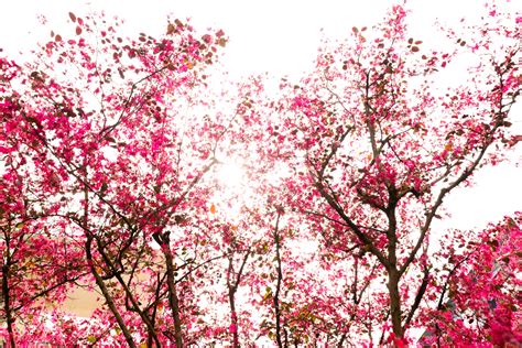 Red Peach Tree Photography Map Background, Peach Blossom Tree, Peach ...