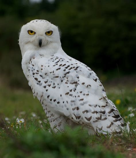 British Wildlife Centre ~ Keeper's Blog: British Owls