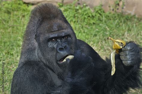 A gorilla male, silverback, alpha of monkey family, is eating banana. menacing look of the great ...