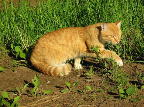 Ginger Twins Cats — Russian Cats Pictures