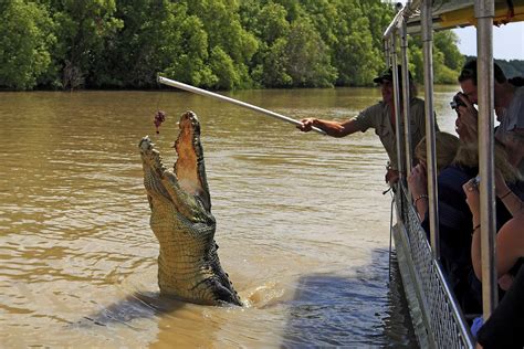 AUSTRALIA: "salties," AKA saltwater crocodiles or Crocodylus porosus of the Adelaide River are ...