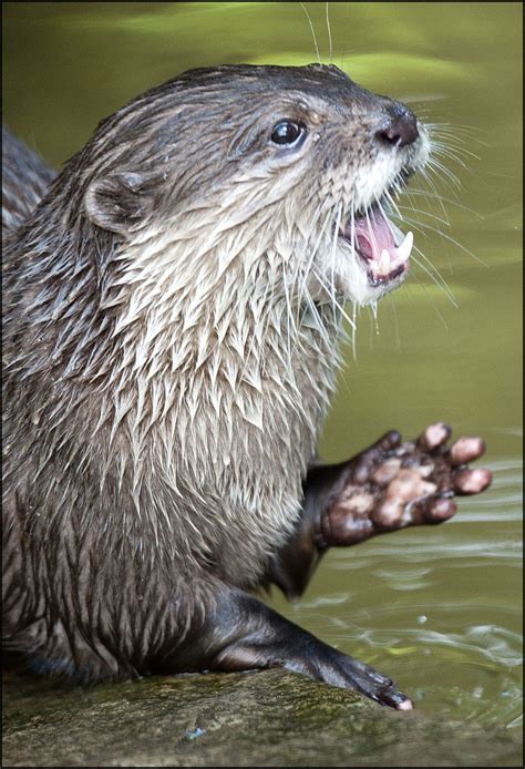 Otter (Asiatic Short-clawed) - Dudley Zoo and Castle