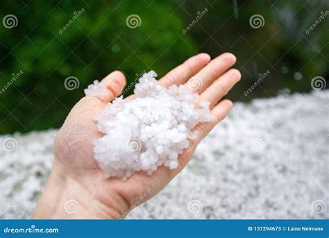 Holding Freezing Granulated Hail Ice Crystals, Grains in Hands after Strong Hailstorm in Autumn ...