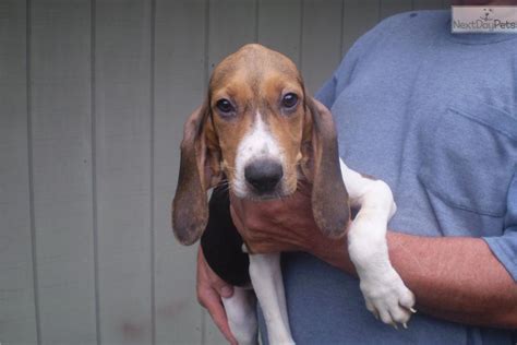 Treeing Walker Coonhound puppy for sale near State College, Pennsylvania | 8fd32d46-a671