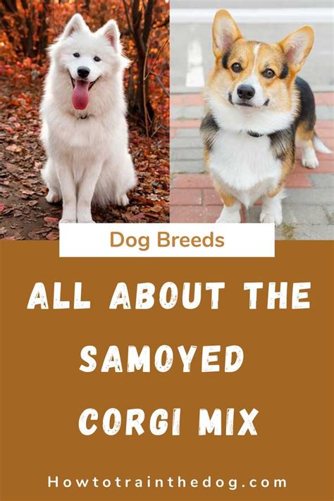 All About The Samoyed Corgi Mix (Corgoyed) With Pictures | Corgi mix, Corgi, Dog breeds