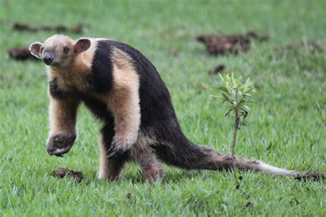 Southern Tamandua | Project Noah