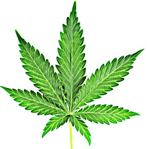 Weed Leaf Clipart | Free download on ClipArtMag