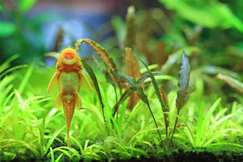 Albino Bristlenose Pleco: How To Care For This South American Species