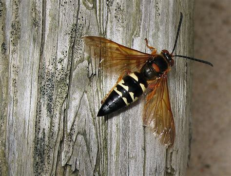 Do You Know the Cicada Killer? | The Highlands Center for Natural History