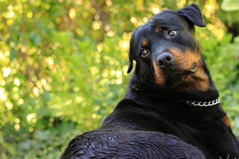 Rottweiler Price in India | Appearance & Characteristics