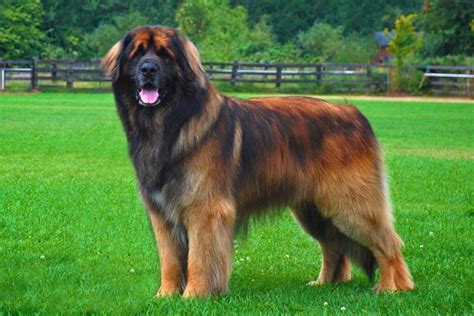 Newfoundland Dog vs Leonberger - Breed Comparison