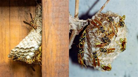 Hornet Nest vs. Wasp Nest | Similarities, Differences, and How to Get Rid of Them - Pest Samurai