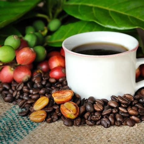 What makes the best Kona coffee Hawaii so exclusive? | Hawaiian coffee