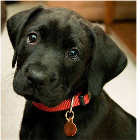 25 Cute Labrador Retriever Puppies Pictures And Images