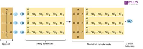 Triglyceride Molecule Diagram