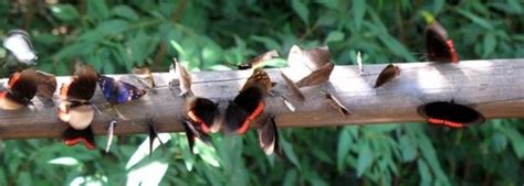 Butterflies are most diverse in Misiones jungle at iguazu falls.