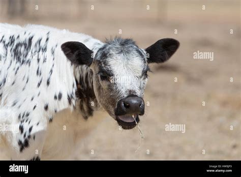 A photograph of a Speckle Park calf on a farm in central western NSW, Australia. It is one of ...