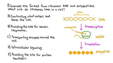 Question Video: Understanding the Function of Ribosomes | Nagwa