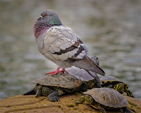 Rock Pigeon | Audubon Field Guide