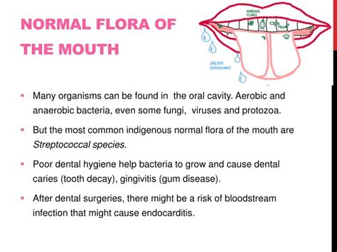 PPT - Normal Flora PowerPoint Presentation - ID:2674250