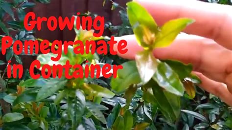 Growing Pomegranate in Container - UK - YouTube