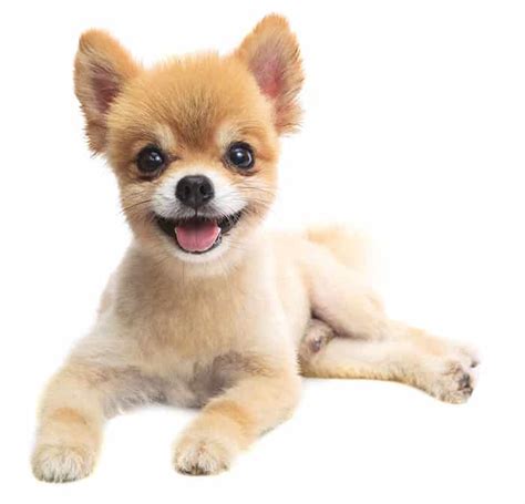 Pomeranian Haircut Styles - Expert Groomer Explains