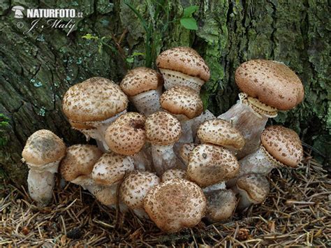 Armillaria ostoyae Pictures, Dark Honey Fungus Images, Nature Wildlife ...